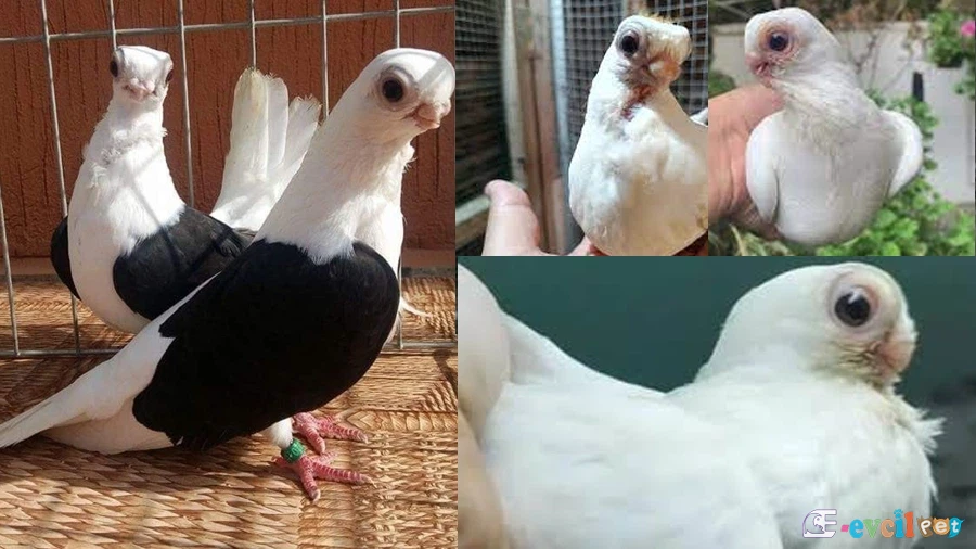 Bango Güvercin Türleri Misket gözler