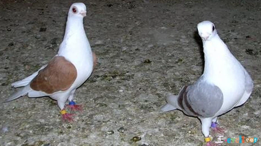 Bango Güvercini çikolata kanat mavi kanat