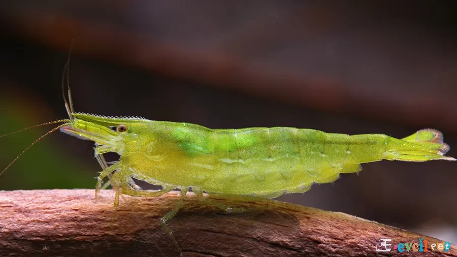 Caridina cf. babaulti (Yeşil Karides) Ağaç üzerinde