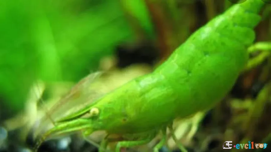 Caridina cf. babaulti (Yeşil Karides) akvaryumda