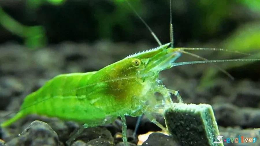 Caridina cf. babaulti (Yeşil Karides) yakın çekim