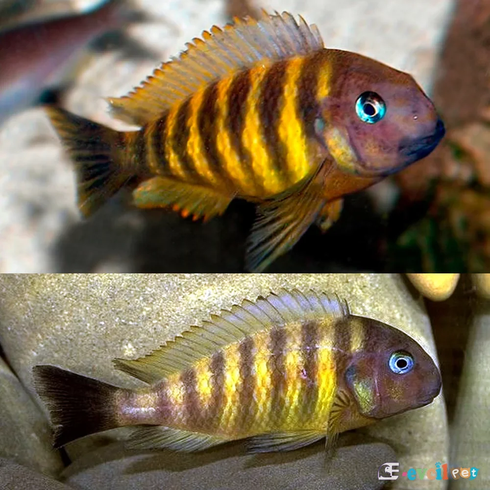 Tropheus Brichardi Kipili Erkek ve Dişi