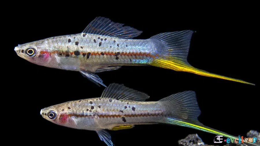 Montezuma Green Swordtail (Xiphophorus montezumae)