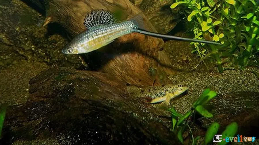 Montezuma Sword-Tails (Xiphophorus montezumae)