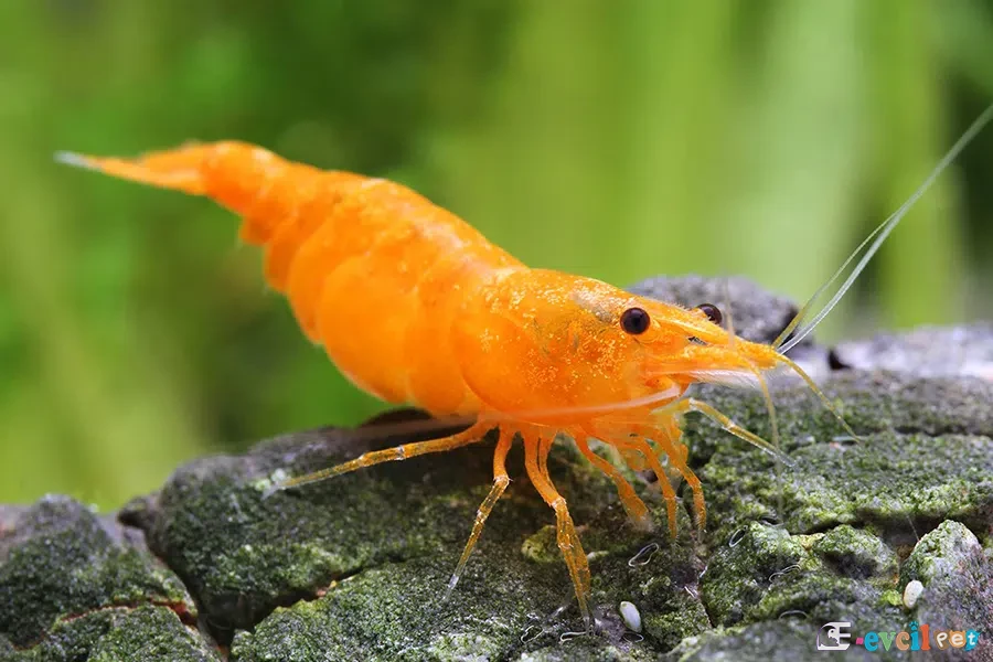 Neocaridina davidi (Turuncu Sakura) 1
