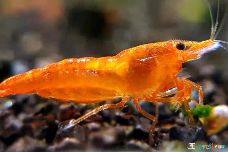Neocaridina davidi (Turuncu Sakura) 2