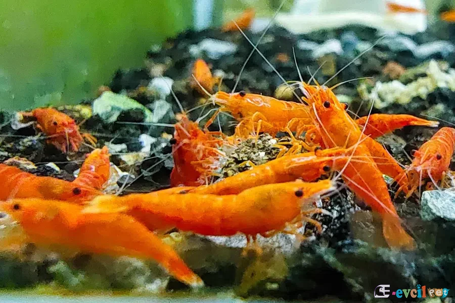 Neocaridina davidi (Turuncu Sakura) 3