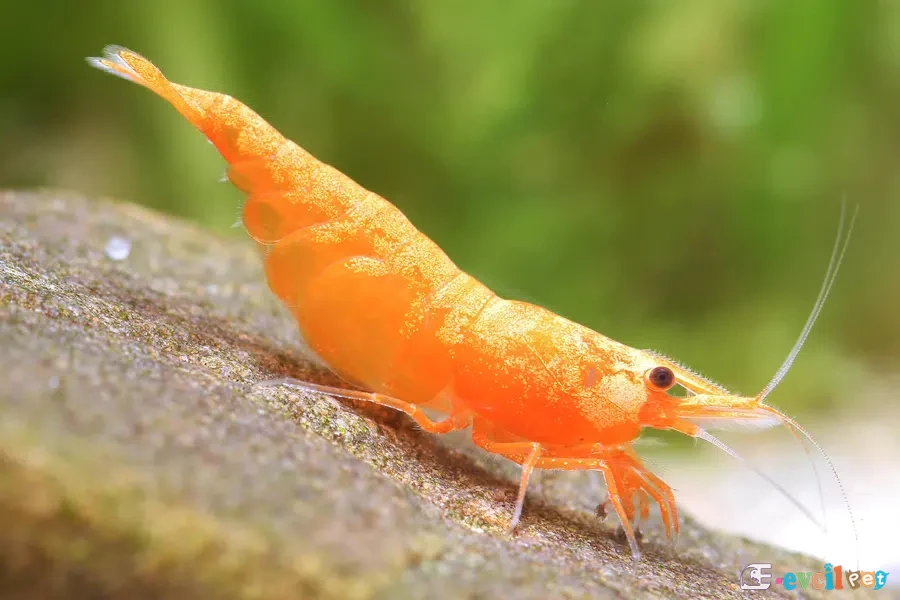 Neocaridina davidi (Turuncu Sakura) 4