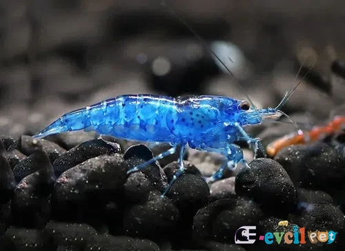 Neocaridina zhangjiajiensis var. Blue Pearl (Mavi İnci) 2