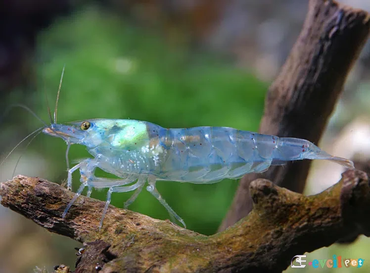 Neocaridina zhangjiajiensis var. Blue Pearl (Mavi İnci) 3