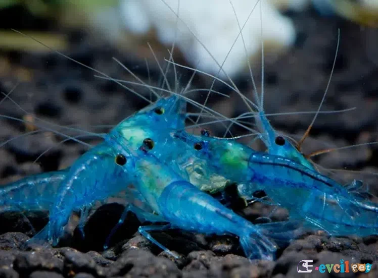 Neocaridina zhangjiajiensis var. Blue Pearl (Mavi İnci) 4