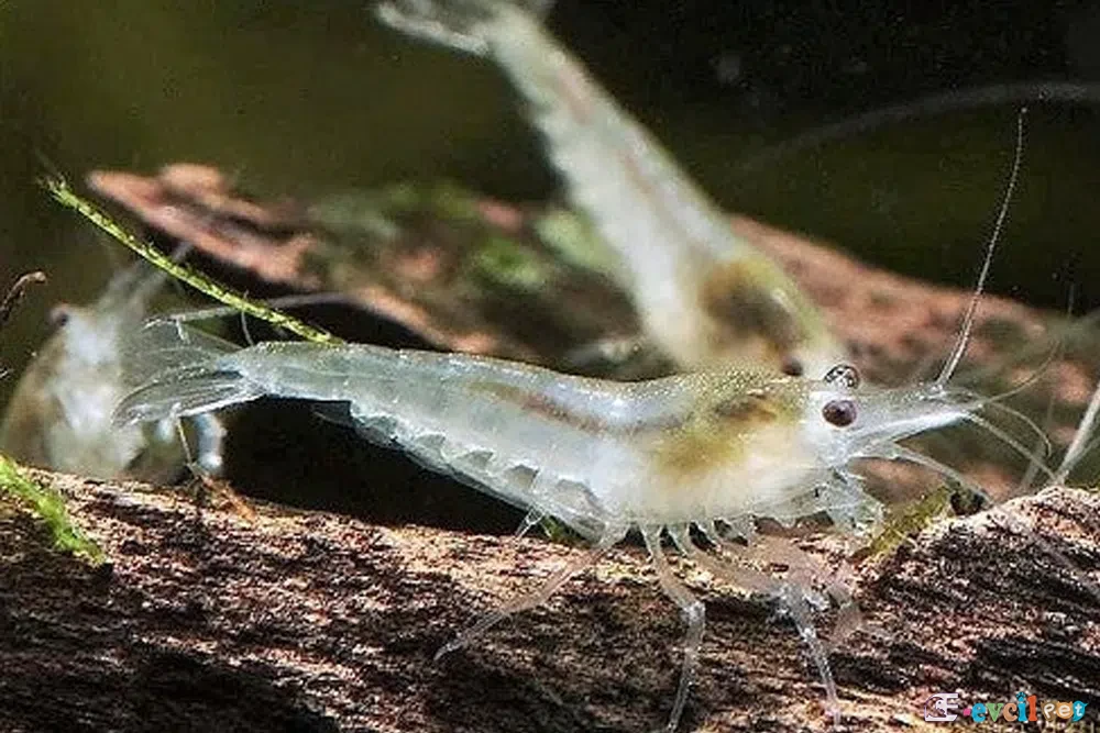 Neocaridina zhangjiajiensis var. White Pearl (Beyaz İnci) 2