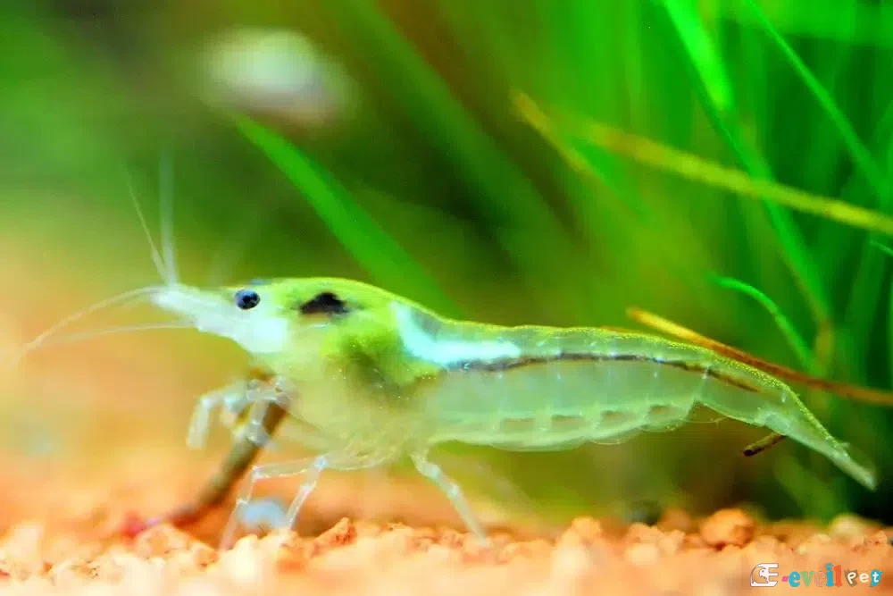 Neocaridina zhangjiajiensis var. White Pearl (Beyaz İnci) 3