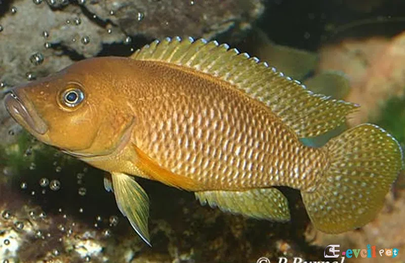 Neolamprologus niger Kayalık Akvaryumda 1