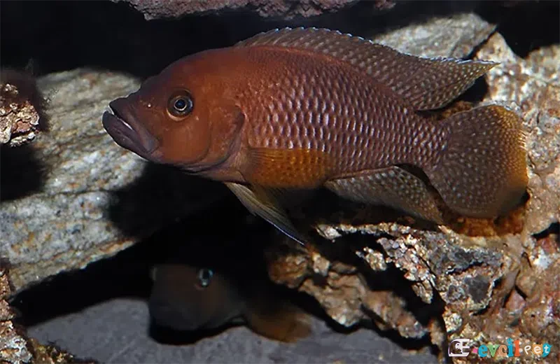 Neolamprologus niger Kayalık Akvaryumda