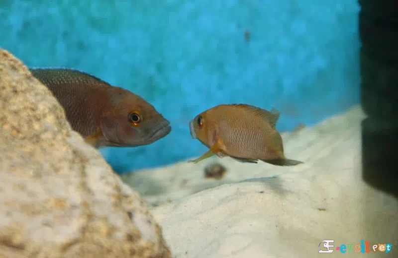 Neolamprologus niger Kiriza Erkek ve Dişisi