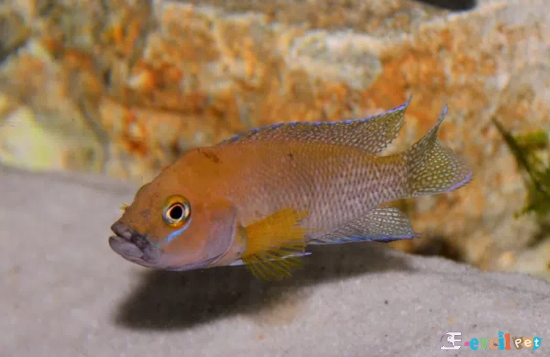 Neolamprologus niger Kiriza