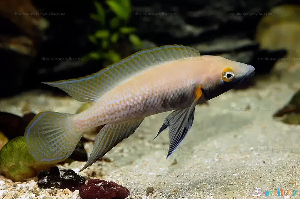 Neolamprologus nigriventris Akvaryumda