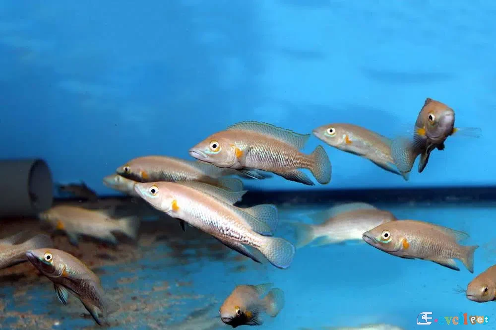 Neolamprologus nigriventris Genç Yavrular