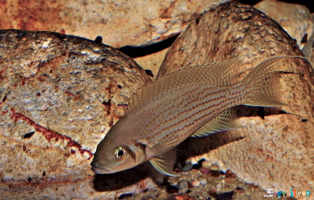 Neolamprologus olivaceous Erkek