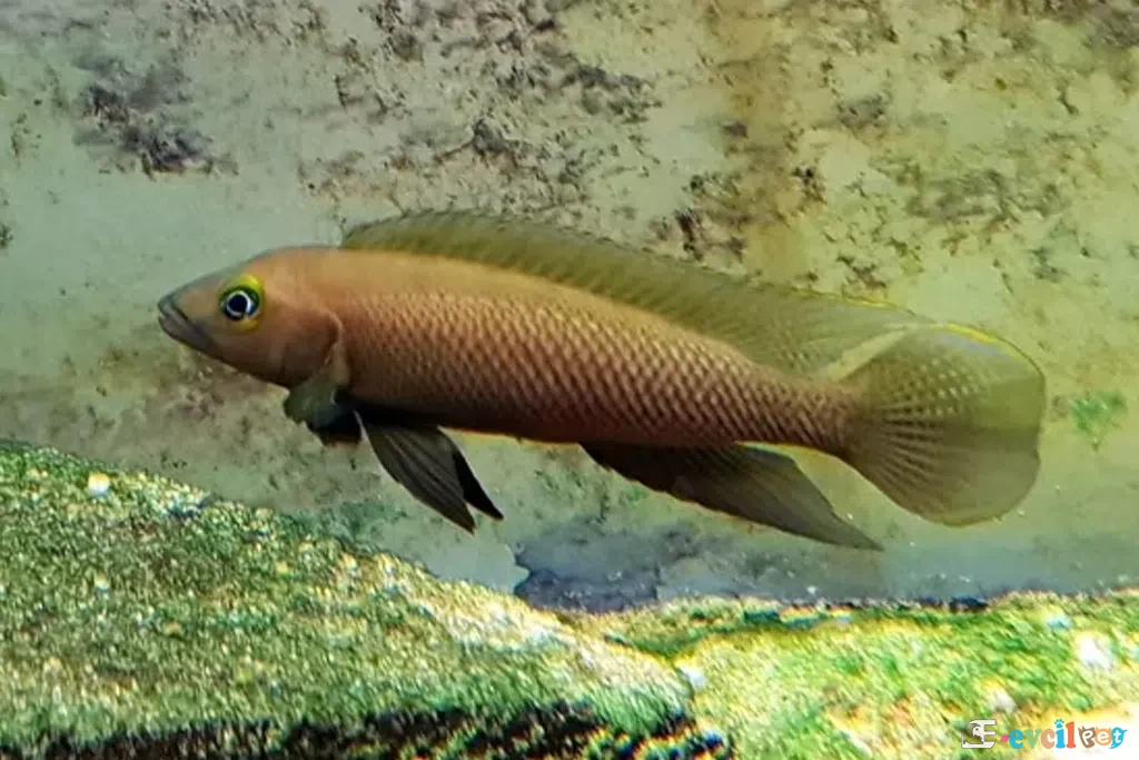 Neolamprologus pectoralis Açık Renkte