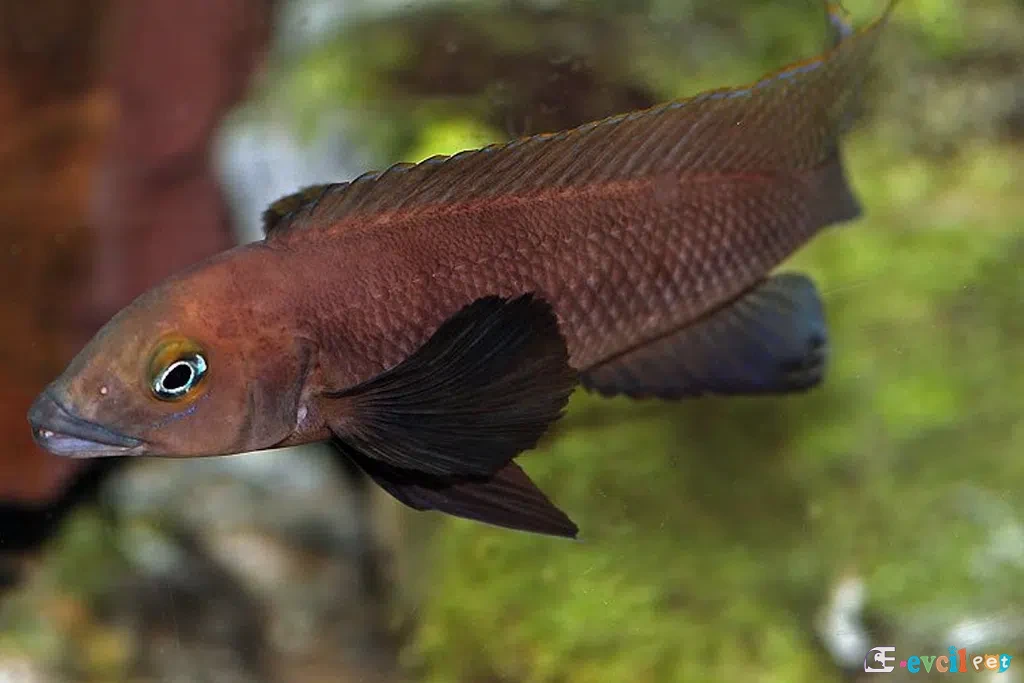 Neolamprologus pectoralis Erkek