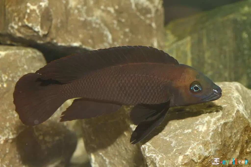 Neolamprologus pectoralis Kayaların Önünde