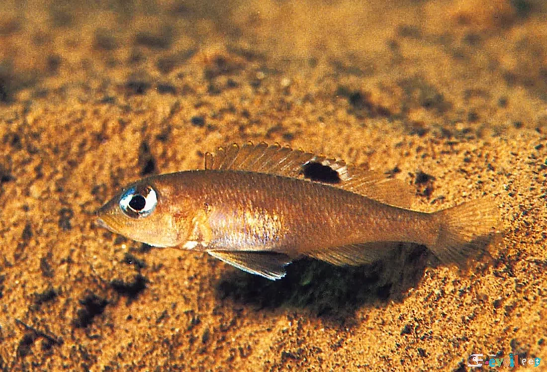 Neolamprologus petricola yavru