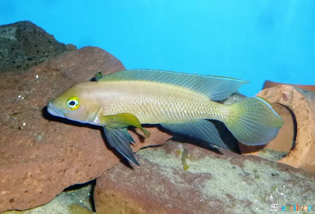 Neolamprologus petricola yuva önünde