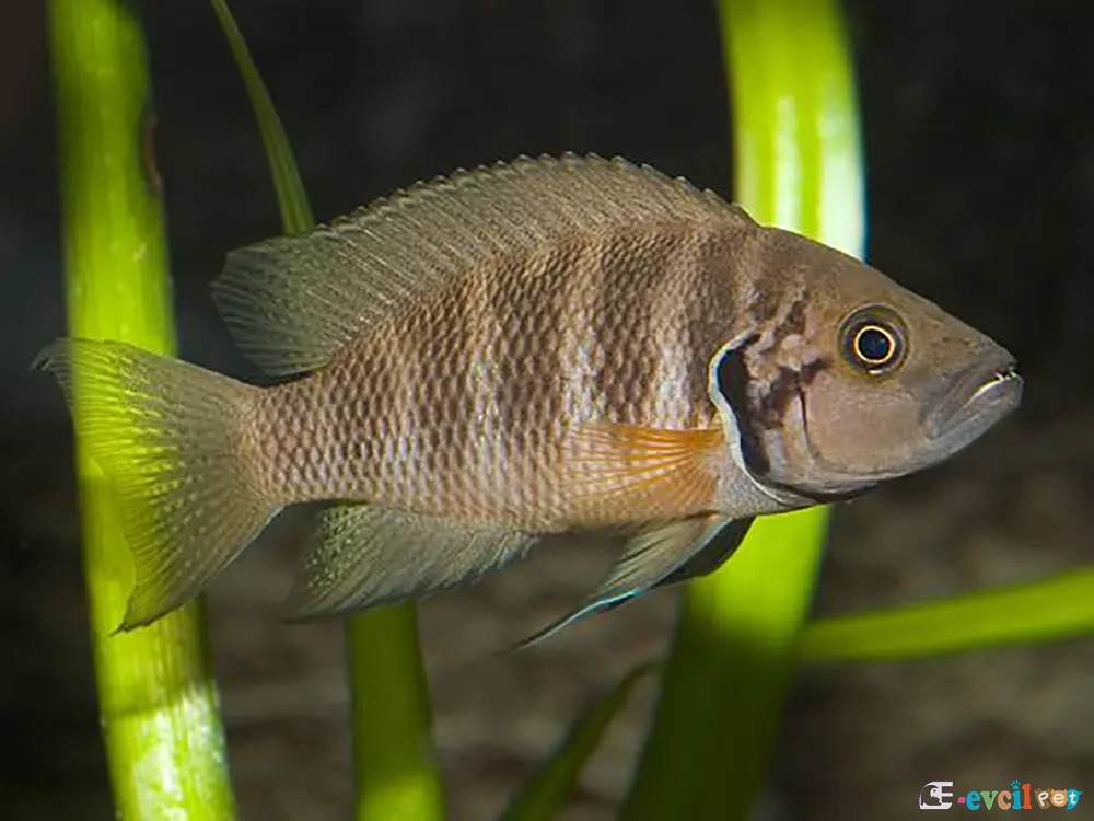 Neolamprologus savoryi bitki önünde