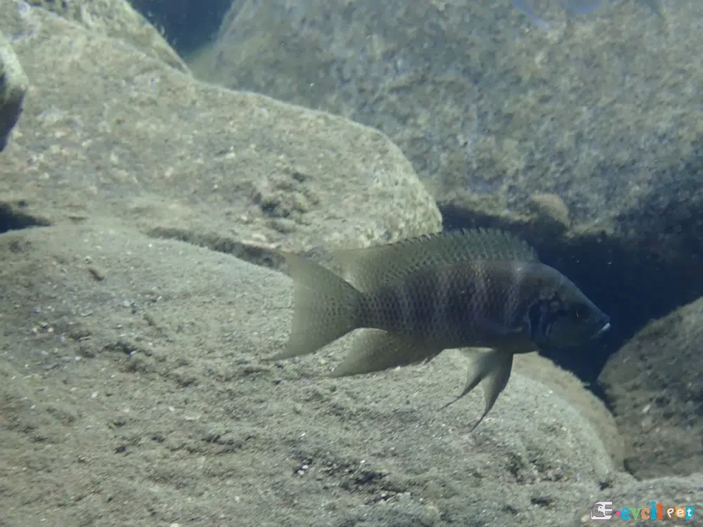 Neolamprologus savoryi doğal yaşam alanında