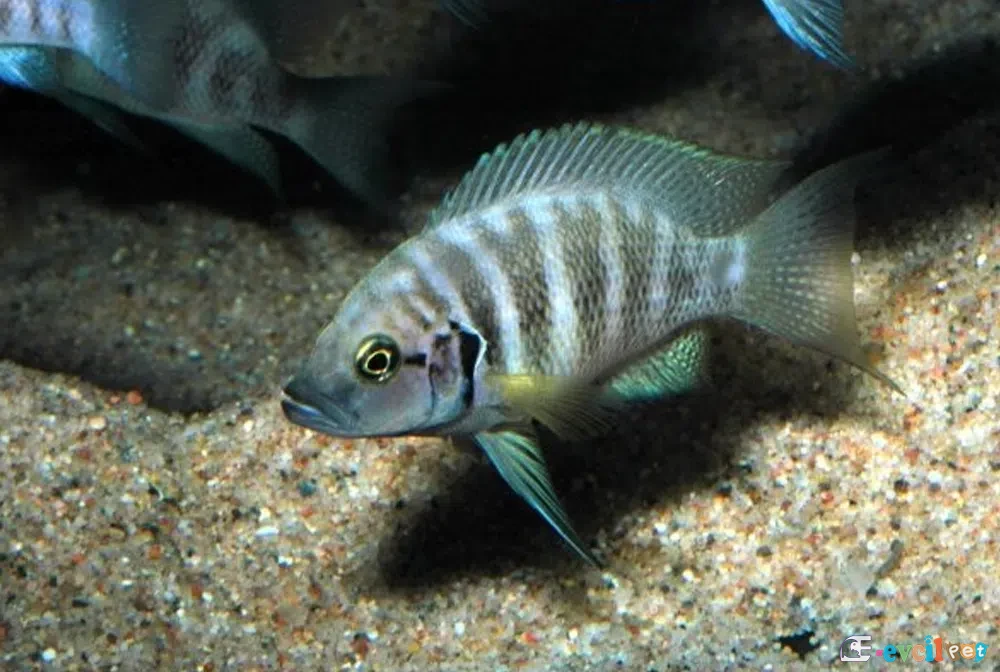 Neolamprologus savoryi Genç Erkek