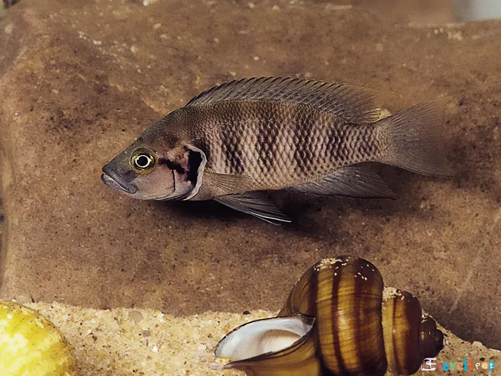 Neolamprologus savoryi kabuk yanında