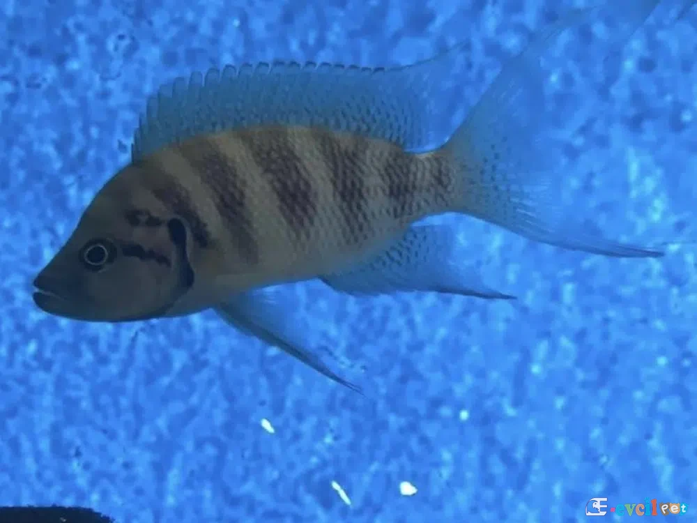 Neolamprologus savoryi mavi suda