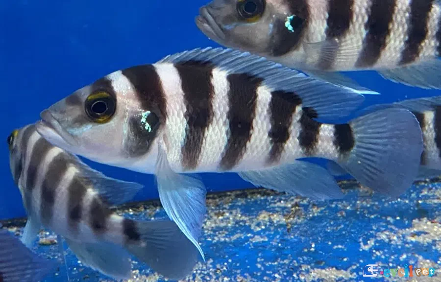 Neolamprologus sexfasciatus Akvaryumu