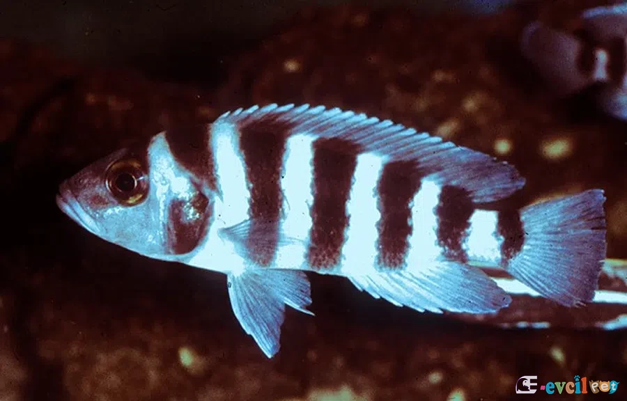 Neolamprologus sexfasciatus doğal yaşam alanında