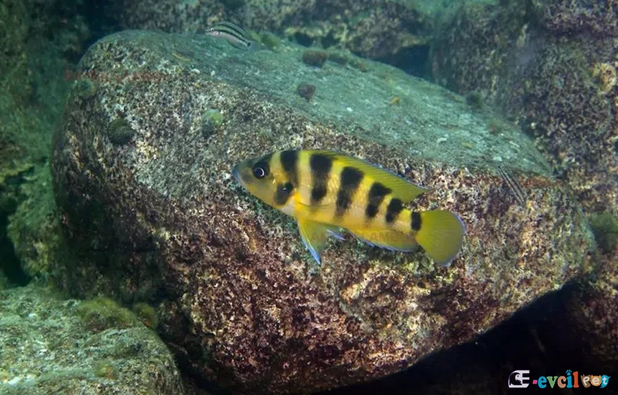 Neolamprologus sexfasciatus Gold Doğal yaşam alanında
