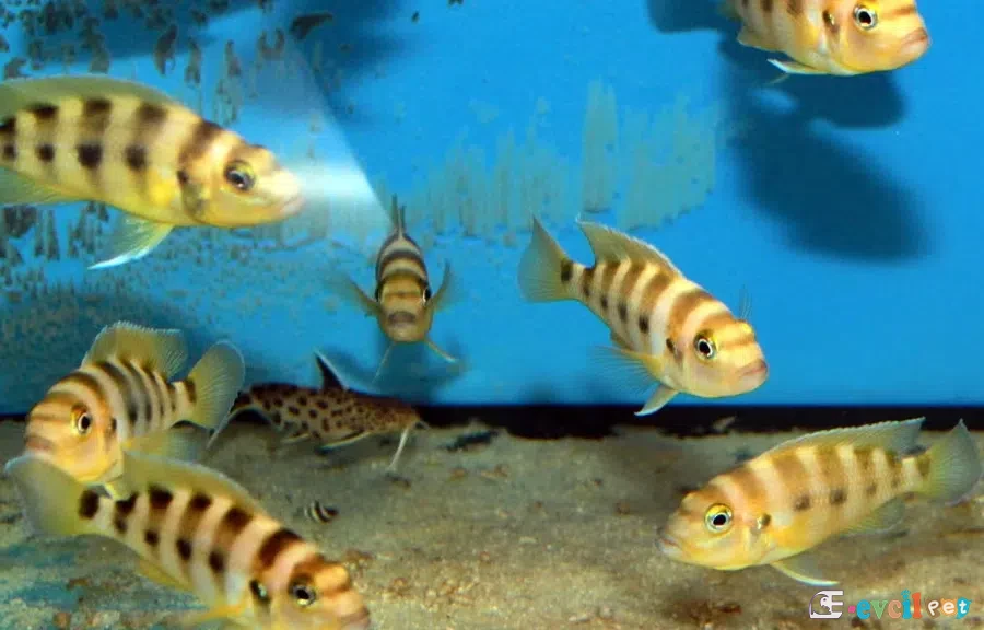 Neolamprologus sexfasciatus Gold Gençler