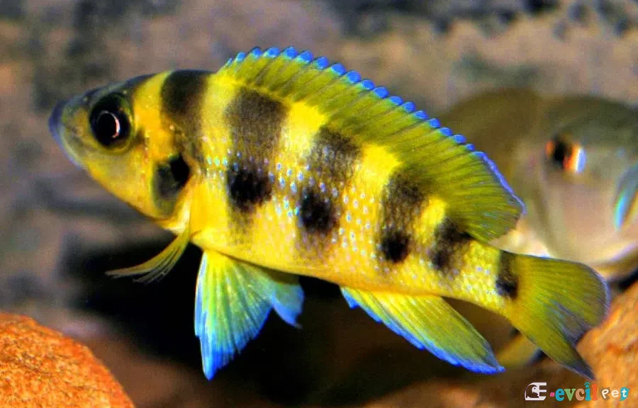 Neolamprologus sexfasciatus Gold
