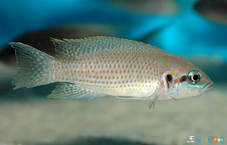 Neolamprologus splendens yakın çekim