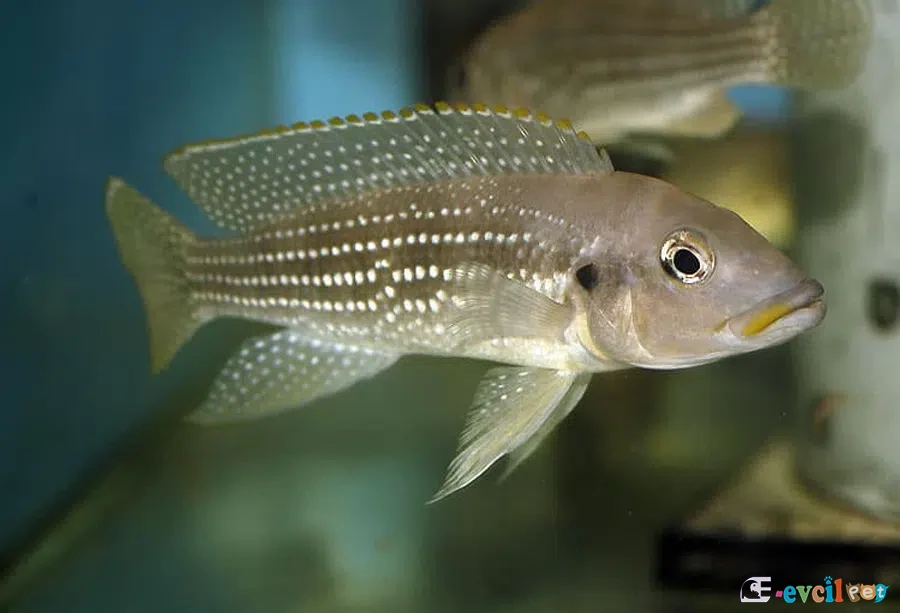 Neolamprologus tetracanthus akvaryumda