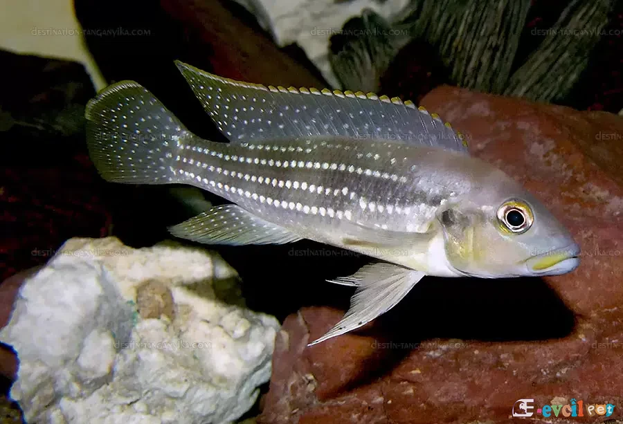 Neolamprologus tetracanthus kayanın önünde