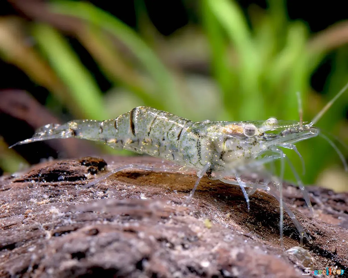 Palaeomonetes (Hayalet Karides) 1