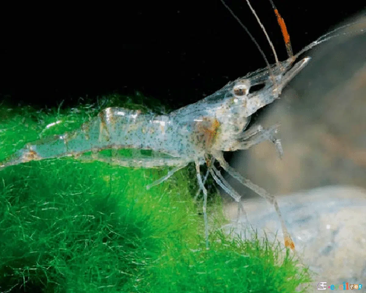 Palaeomonetes (Hayalet Karides) 2