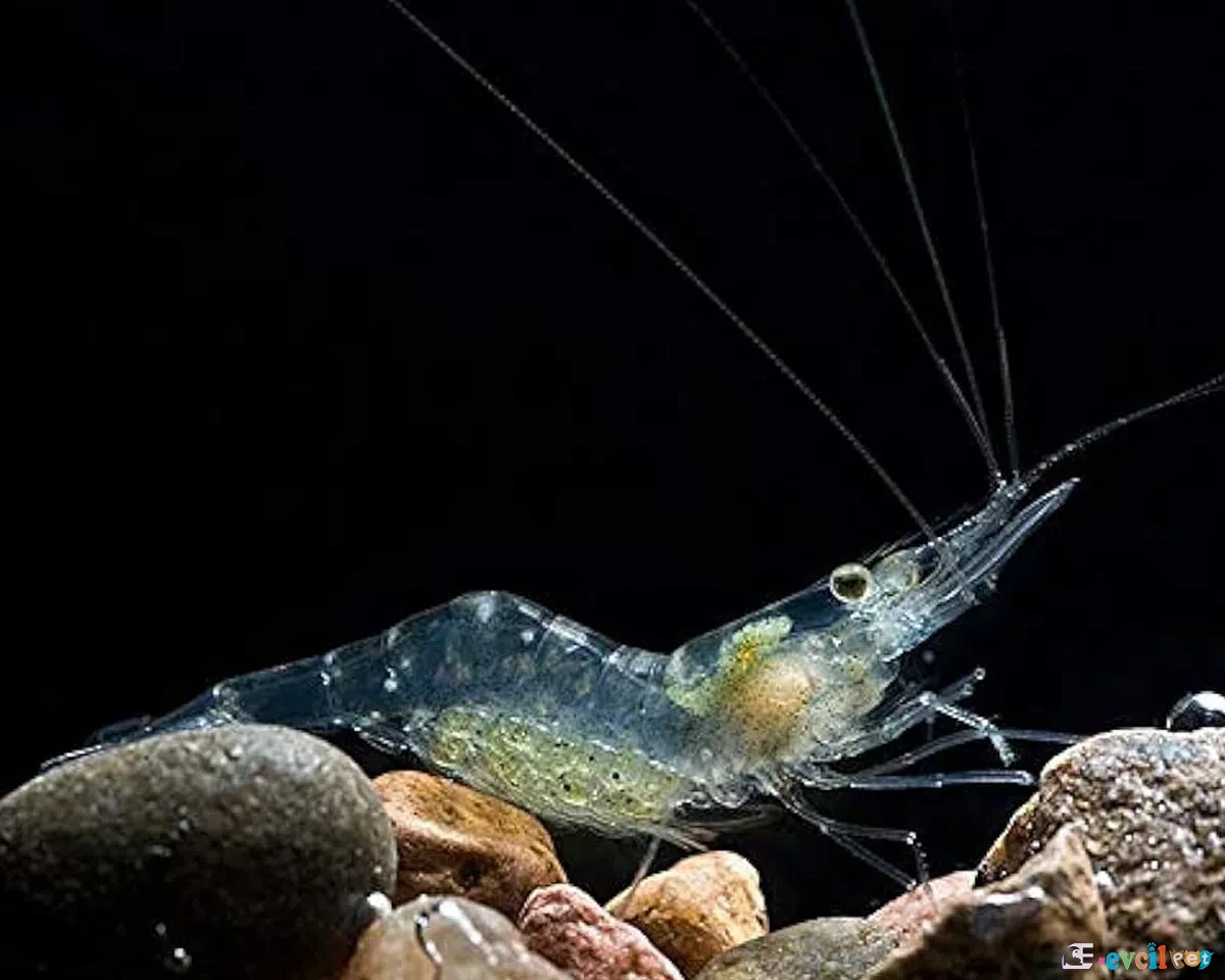 Palaeomonetes (Hayalet Karides) 3