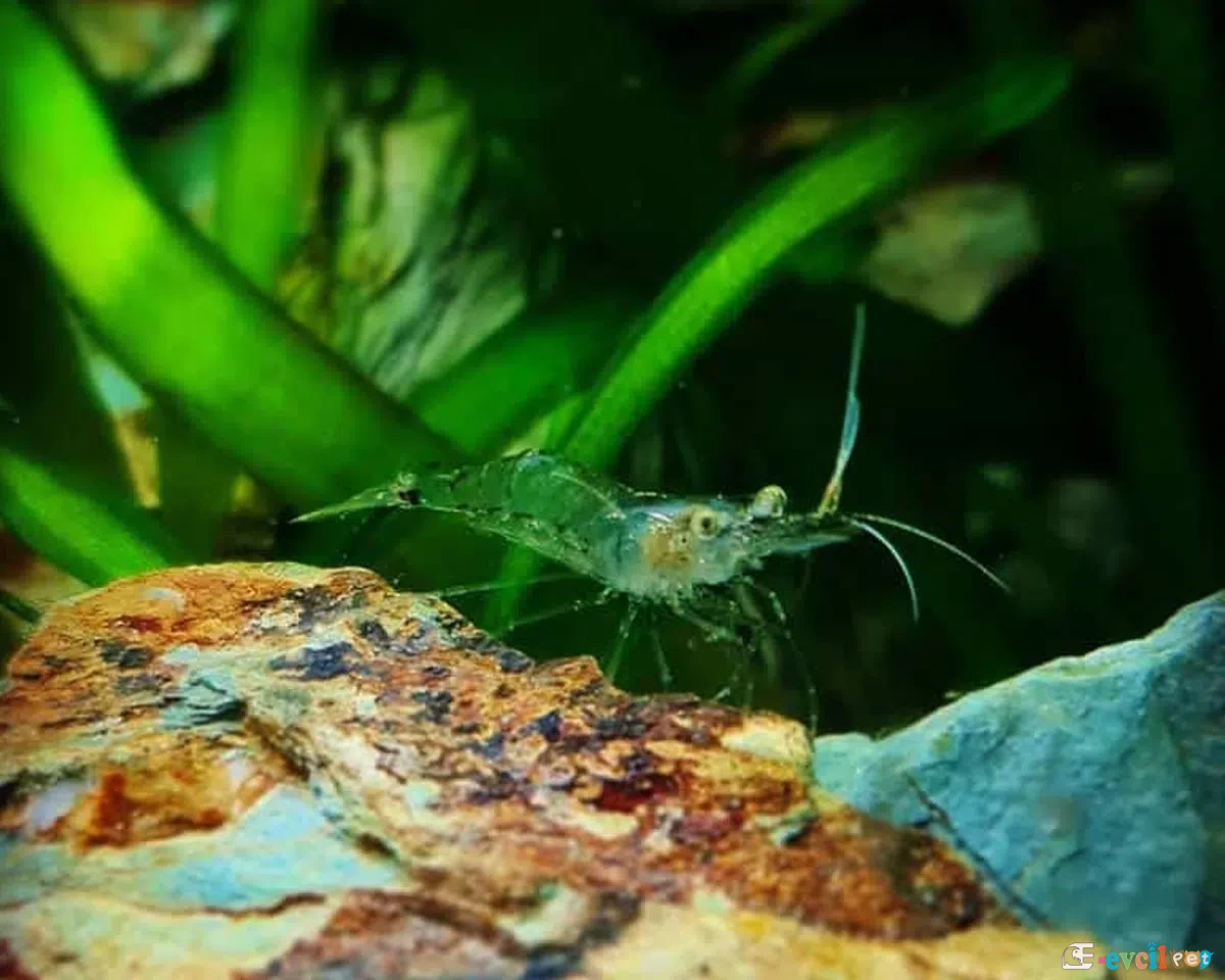 Palaeomonetes (Hayalet Karides) 4