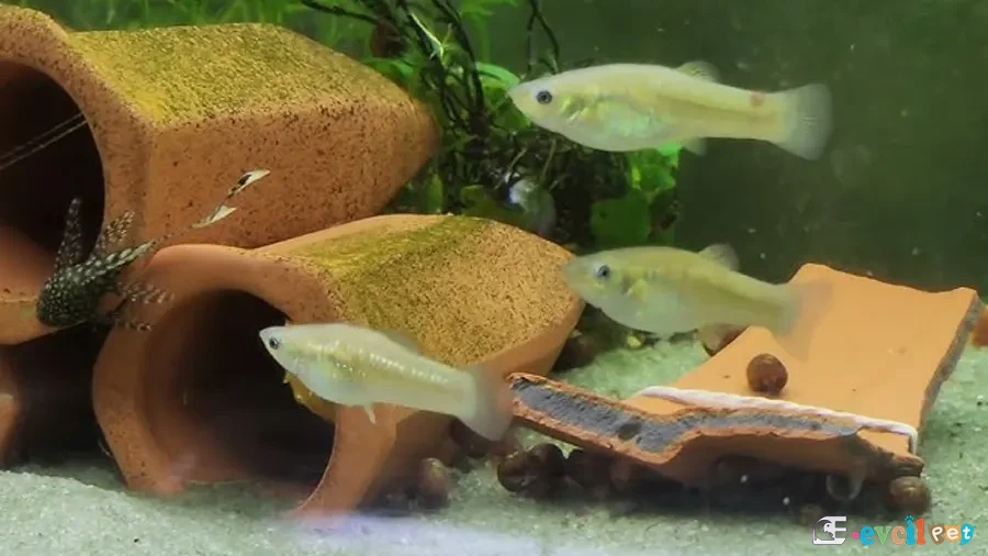 Poecilia chica (Cüce Molly) Akvaryumu