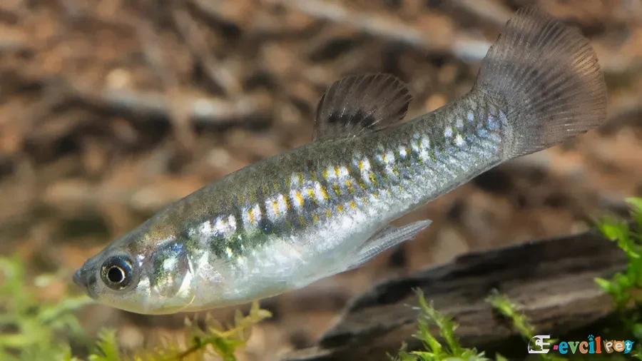 Poecilia chica (Cüce Molly) Erkek