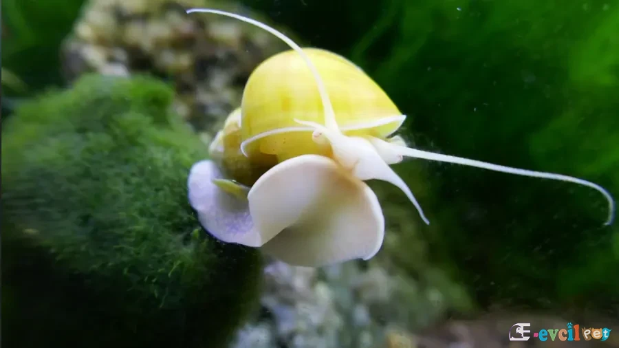 Pomacea bridgesii (Elma Salyangozu - Apple Snail) Akvaryumda
