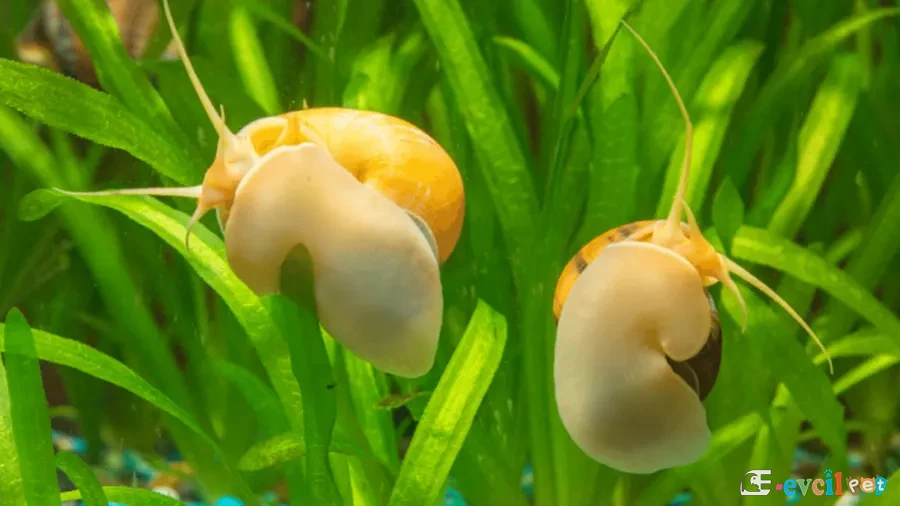 Pomacea bridgesii (Elma Salyangozu - Apple Snail) Bitkili Akvaryumda